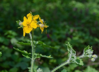 Çelandin, yeşil arka planda sarı çiçekler, iyi günler, kapayın.
