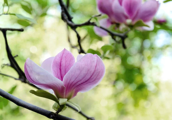 Flor Magnólia Galhos Árvore Com Grandes Flores Magnólia Perfumadas Dia — Fotografia de Stock