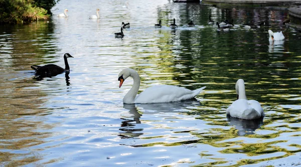 Weiße Schwäne Wildvögel Schwimmen Teich Park Warmer Tag — Stockfoto