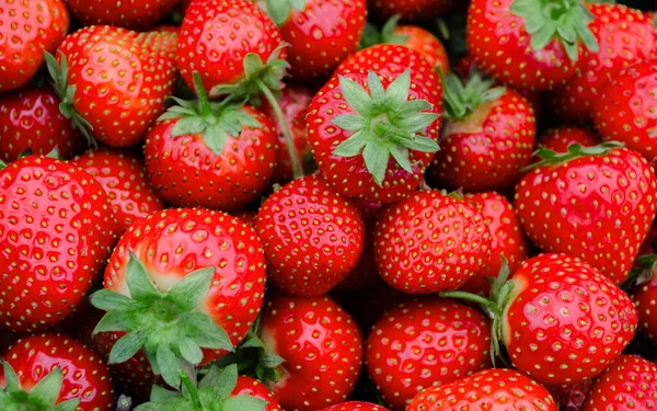 Fragola Rosso Maturo Gustoso Dolce Succoso Cibo Vegetariano Fortificato Primo — Foto Stock