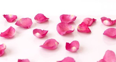 Beyaz arka planda pembe gül yaprakları, güzel bir yakın plan.