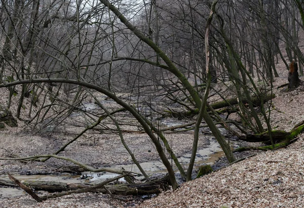 Aktuální Potok Obklopen Starými Polámanými Stromy Časné Jaro Detailní Záběr — Stock fotografie