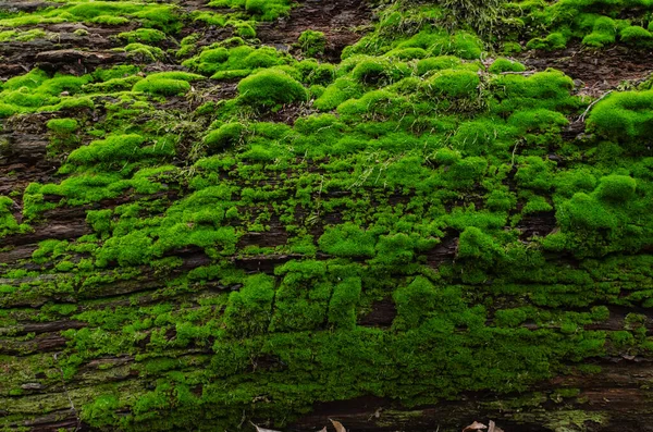Кора Старого Дерева Покрытого Зеленым Мхом Лесу Солнечный День Крупным — стоковое фото