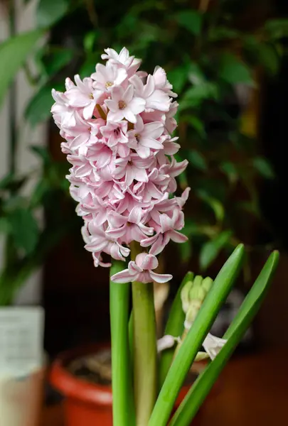 blooming hyacinth, with flowers of gently pink color on a dark background, close-up