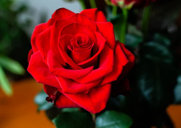 Červená Růže Květiny Pozadí Zelených Listů Detailní Záběr — Stock fotografie