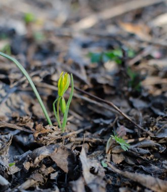İlkbaharda yaprak döken bir ormanda çuha çiçekleri, sarı, uzun ömürlü otlar, yakın plan