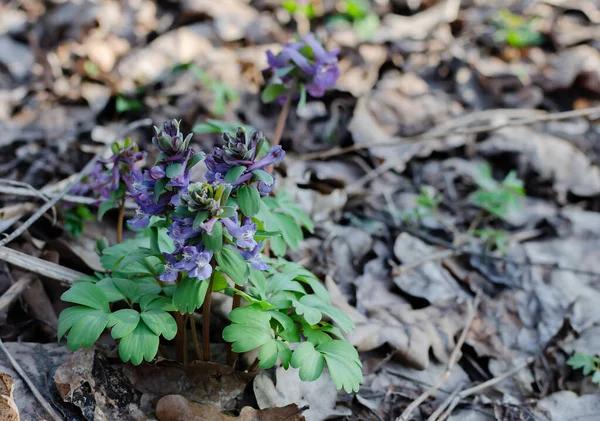 Primroses Spring Deciduous Forest Flowers Rye Gray Perennial Herb Primroses — Stock Photo, Image