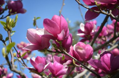 Manolya çiçeği, güneşli bir günde büyük kokulu manolya çiçekleri ile ağaç dalları, yakın çekim