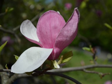 Manolya çiçeği, güneşli bir günde büyük kokulu manolya çiçekleri ile ağaç dalları, yakın çekim