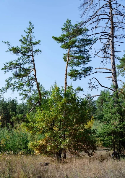 Bäume Wald Einem Herbsttag Helle Herbstlandschaft Einem Sonnigen Tag — Stockfoto