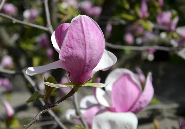 Magnolia Flower Tree Branches Large Fragrant Magnolia Flowers Sunny Day — Stock Photo, Image