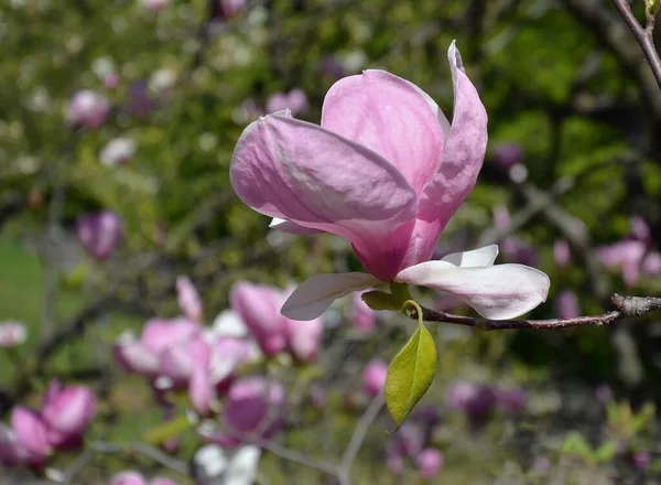 Fleur Magnolia Branches Arbres Avec Grandes Fleurs Magnolia Parfumées Par — Photo