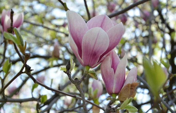 マグノリアの花 晴れた日に大きな香りのマグノリアの花と木の枝 クローズアップ — ストック写真