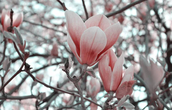 Fleur Magnolia Branches Arbres Avec Grandes Fleurs Magnolia Parfumées Par — Photo