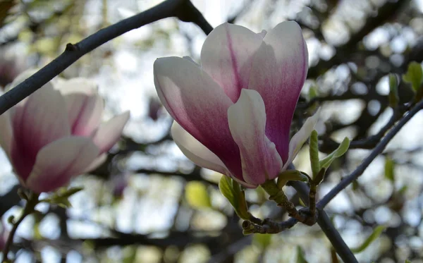 マグノリアの花 晴れた日に大きな香りのマグノリアの花と木の枝 クローズアップ — ストック写真
