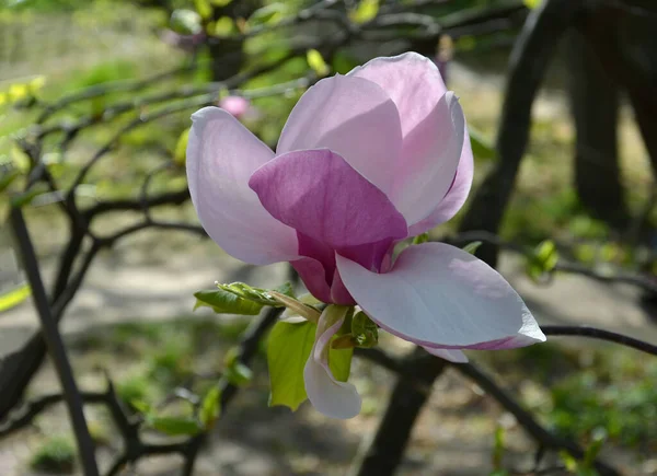 Magnolienblüte Zweige Mit Großen Duftenden Magnolienblüten Einem Sonnigen Tag Nahaufnahme — Stockfoto