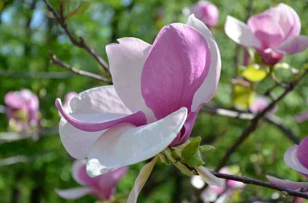 Magnolia Bloem Boomtakken Met Grote Geurige Magnolia Bloemen Een Zonnige — Stockfoto