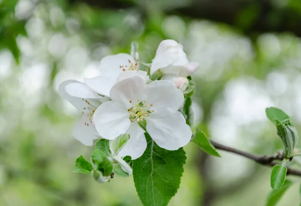 Rama Floreciente Árbol Frutal Con Hermosas Flores Primavera Jardín Primer — Foto de Stock