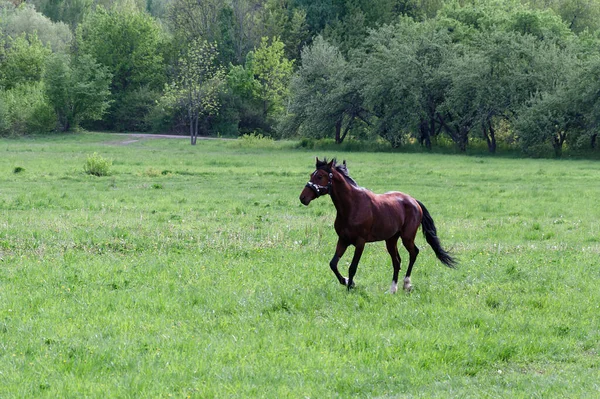 Cavalo Jovem Que Corre Gramado Verde Parque Dia Quente Primavera — Fotografia de Stock