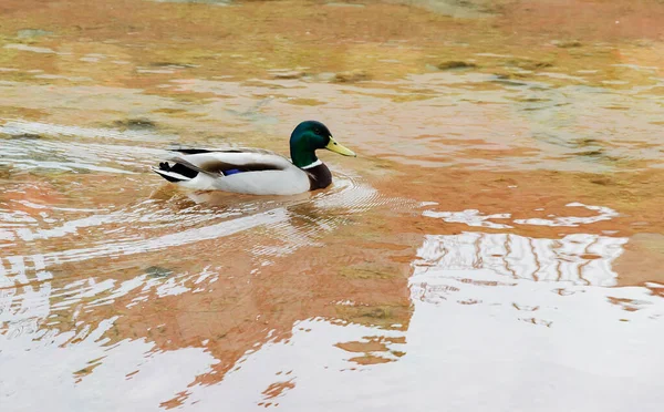 Wildenten Ein Schöner Erpel Schwimmt Einem Warmen Tag Wasser — Stockfoto