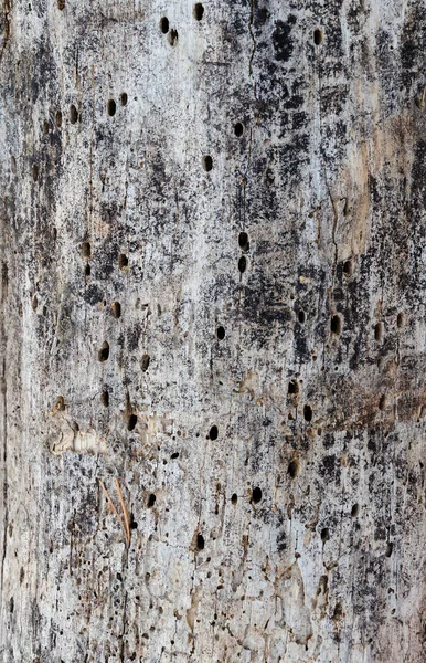 damaged trunk of an old tree, with termite holes, closeup