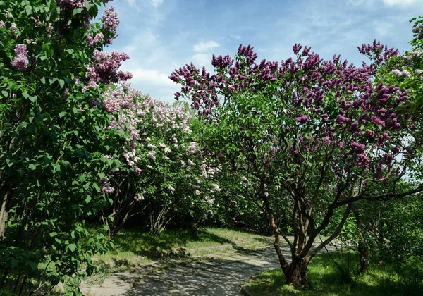 Floreciente Arbusto Lila Cálido Día Primavera Jardín Primer Plano —  Fotos de Stock