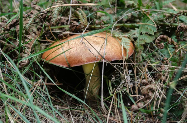 Ätlig Svamppanna Med Hatt Och Fot Som Växer Skogen Varm — Stockfoto