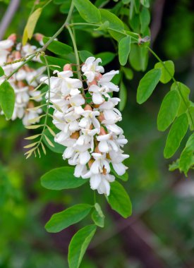 Çiçek açan akasya ağacı. Beyaz ılık bahar günü. Güzel bir arka plan.