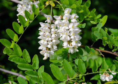Çiçek açan akasya ağacı. Beyaz ılık bahar günü. Güzel bir arka plan.