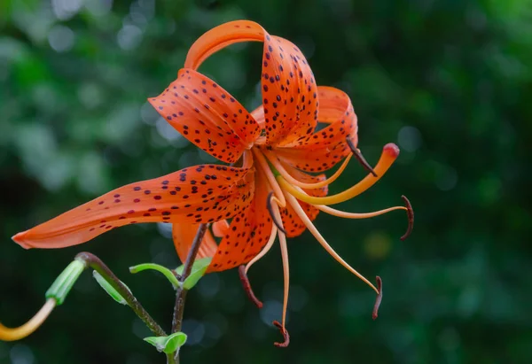 Lírio Jardim Com Flor Laranja Folhas Verdes Jardim Dia Quente — Fotografia de Stock