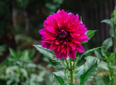 Bahçedeki sıcak bir günde yeşil yapraklardan oluşan bir arka planda kırmızıyla çiçek açan yıldız çiçekleri.