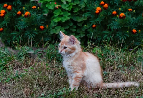 Krásné Kotě Červené Malé Hravé Domácí Mazlíček Dvoře — Stock fotografie