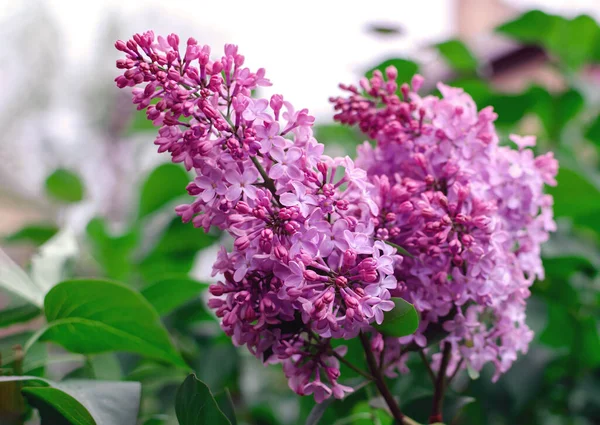 Bloeiende Tak Van Lila Met Groene Bladeren Tuin Een Warme — Stockfoto