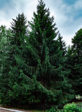 Ladin kozalaklı yeşil uzun kozalaklı ağaç sıcak bir yaz gününde parkta.