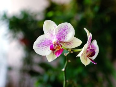 Açık arkaplanda çiçek açan orkide, yakın planda çiçekler.