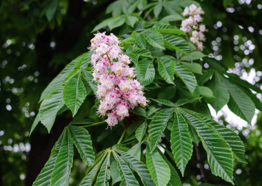 Kestane, at çiçekleri, ılık bir bahar gününde yeşil yapraklı, yakın plan.