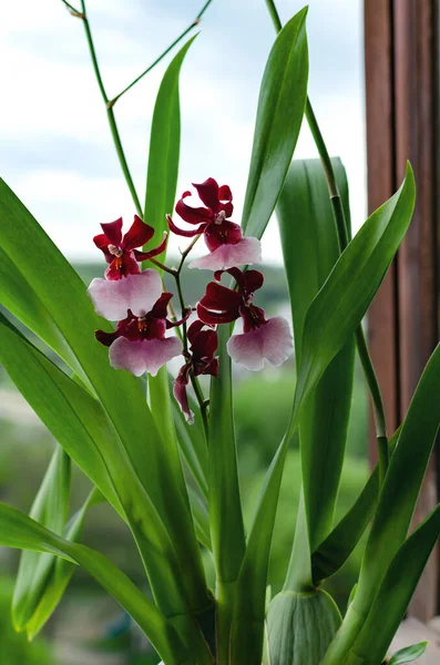 Orquídea Floreciente Sobre Fondo Claro Flores Cerca — Foto de Stock