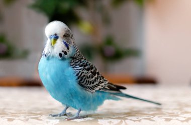 Muhabbet kuşu, mavi renkli küçük konuşan bir erkek, sevimli bir evcil hayvan, yakın plan.