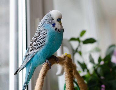 Muhabbet kuşu, mavi renkli küçük konuşan bir erkek, sevimli bir evcil hayvan, yakın plan.