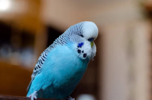 Wellensittich Small Talk Männchen Blauer Farbe Niedliches Verspieltes Haustier Nahaufnahme — Stockfoto