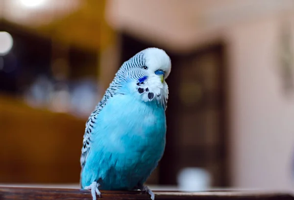 Wellensittich Small Talk Männchen Blauer Farbe Niedliches Verspieltes Haustier Nahaufnahme — Stockfoto