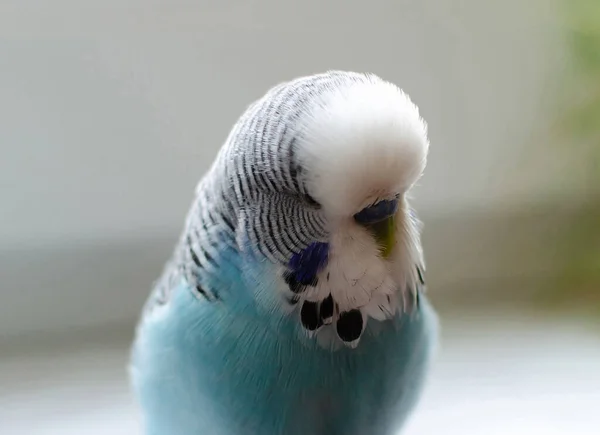 Wellensittich Small Talk Männchen Blauer Farbe Niedliches Verspieltes Haustier Nahaufnahme — Stockfoto