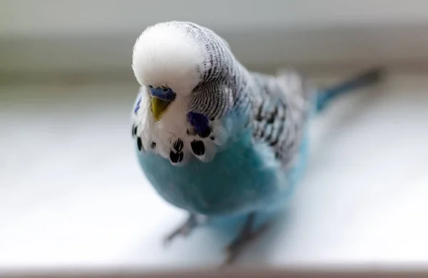 Budgerigar Small Talking Male Blue Color Cute Playful Pet Close — Stock Photo, Image