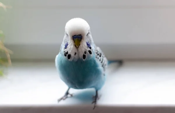 Budgerigar Liten Talande Man Blå Färg Söt Lekfull Husdjur Närbild — Stockfoto