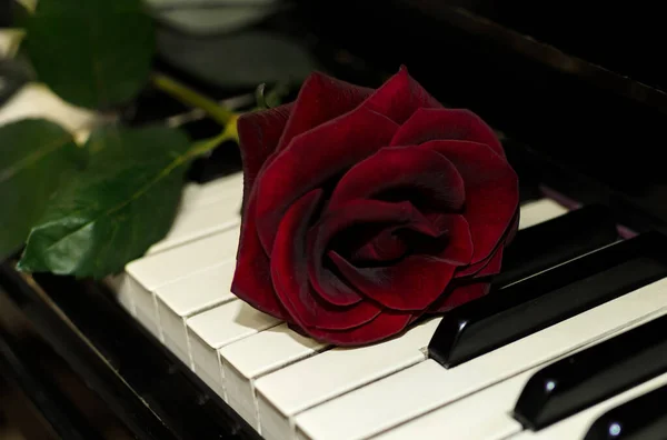 Czerwona Róża Zielonymi Liśćmi Klawiszach Starego Fortepianu Zbliżenie — Zdjęcie stockowe