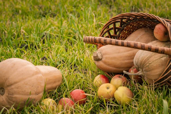 Basket with apples and pumpkins on the field grass — Stock Photo, Image