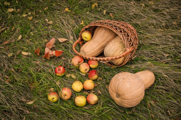 Корзина с тыквами и яблоками на зеленой траве — стоковое фото
