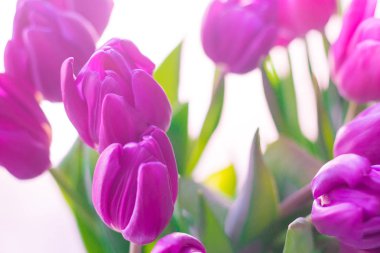 arka plan ile güneş ışığı altında mor laleler