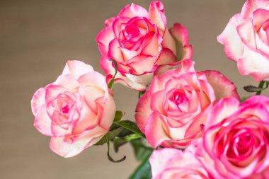 birçok beyaz ve pembe güller