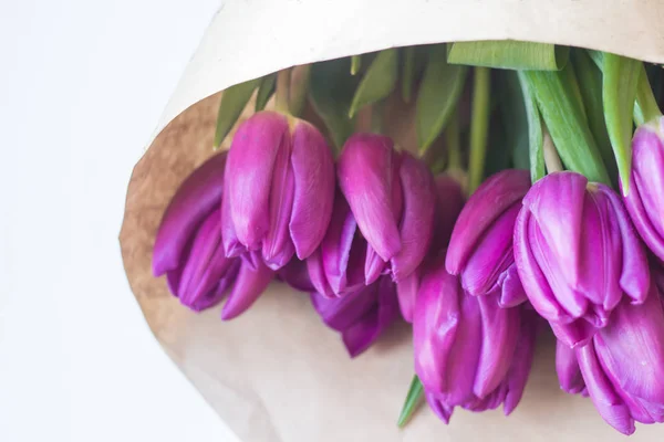 Fond avec des tulipes violettes à la lumière du soleil — Photo gratuite